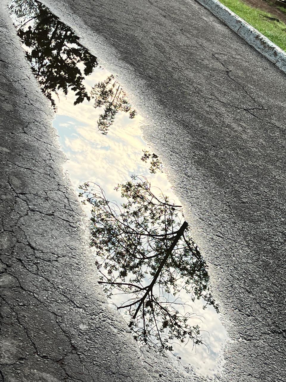 Reflejo de los árboles en un charco de agua del asfalto.